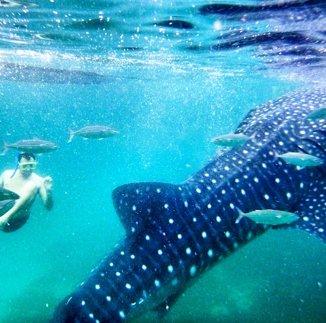 Swim with Whale Sharks ✅